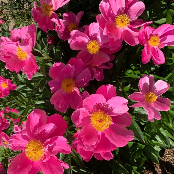 Meet your Posher, Cherie - Picture 1 of 1